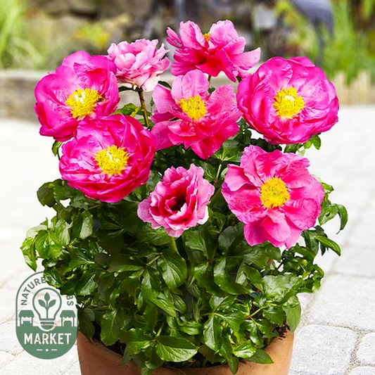 Patio Peony Athens