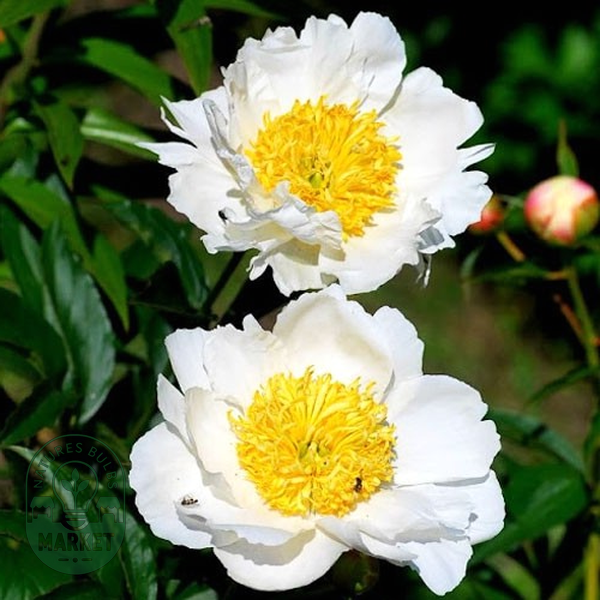Patio Peony Dublin