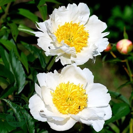 Patio Peony Dublin