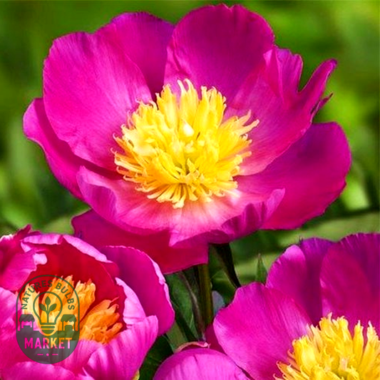 Patio Peony Kiev