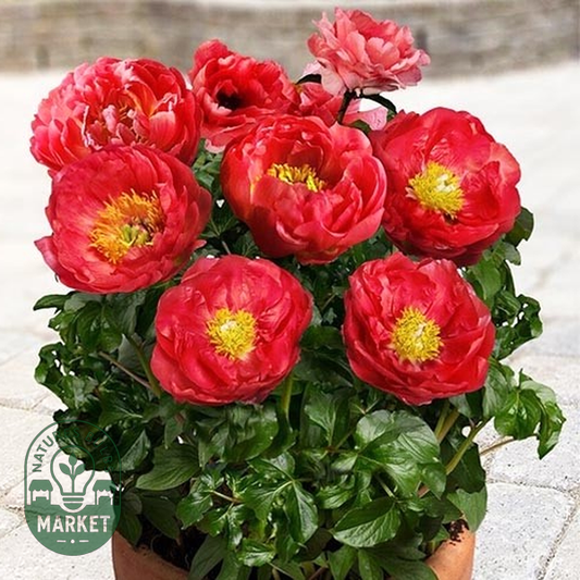 Patio Peony Moscow