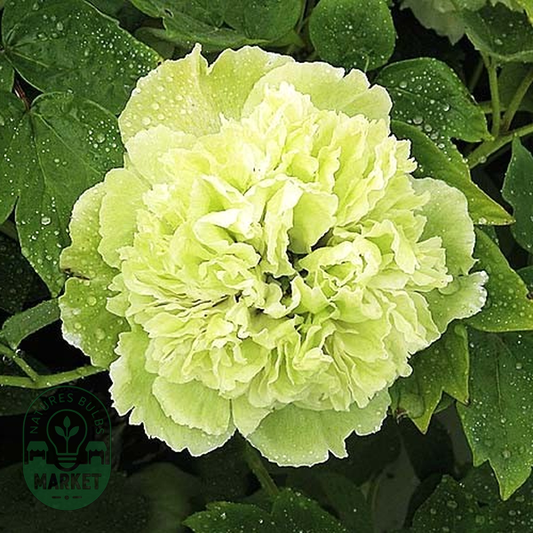 Pea Green Dou Lu