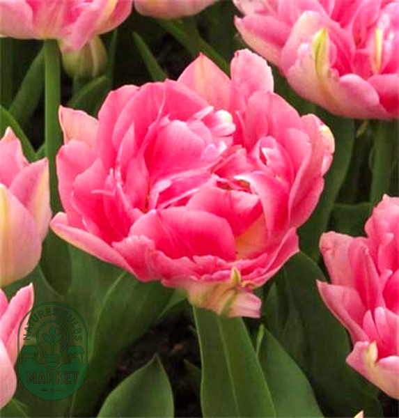 Peach Blossom