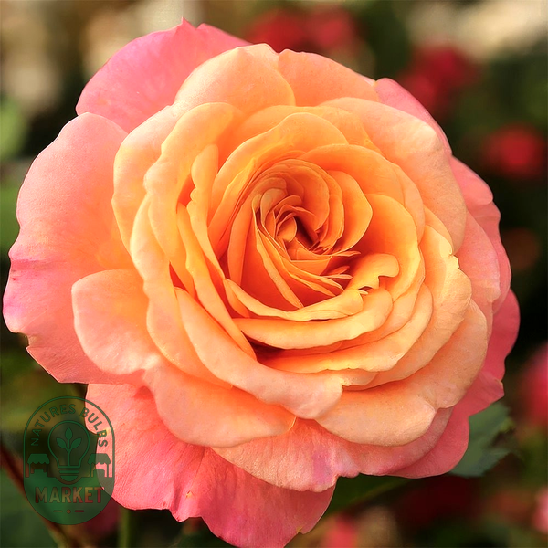 Peach Melba