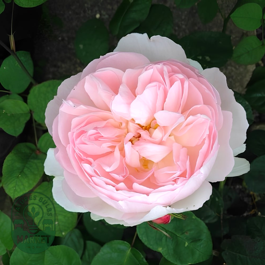 Peony Pink