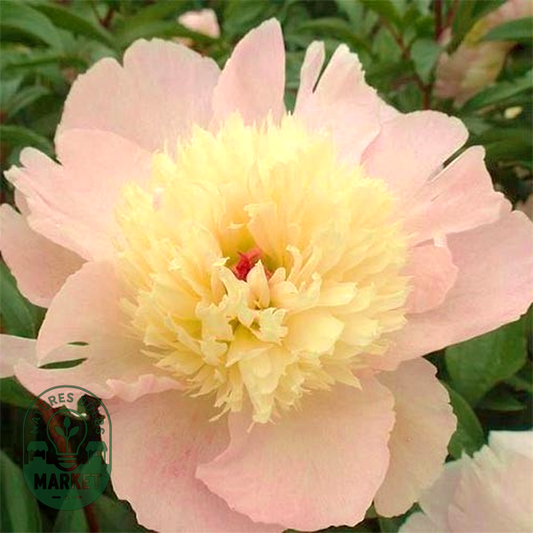 Petticoat Flounce