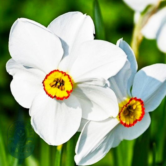 Pheasant's Eye