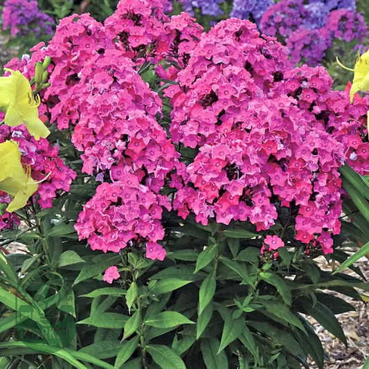 Phlox 'Glamour Girl'