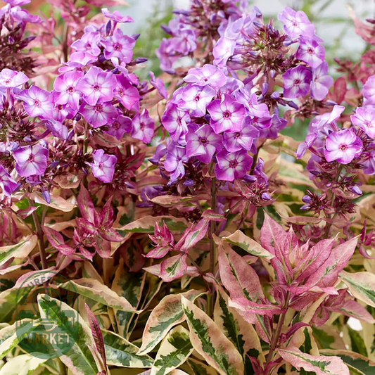 Phlox 'Olympus'