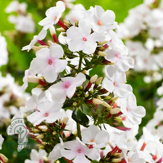Phlox 'Popeye'
