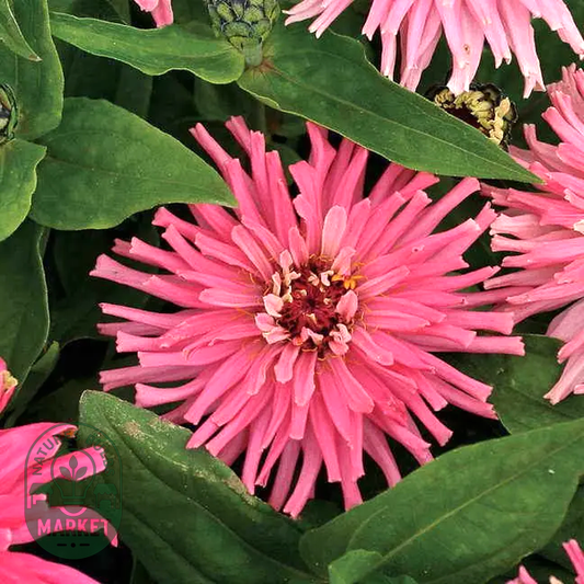 Pinca' Zinnia Seeds