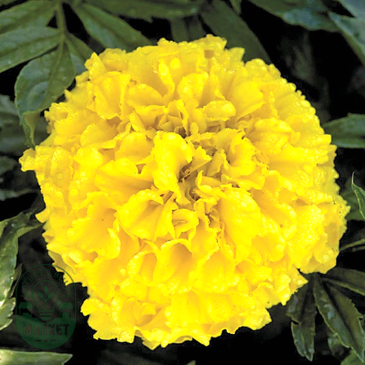 Pineapple Crush Marigold Seeds