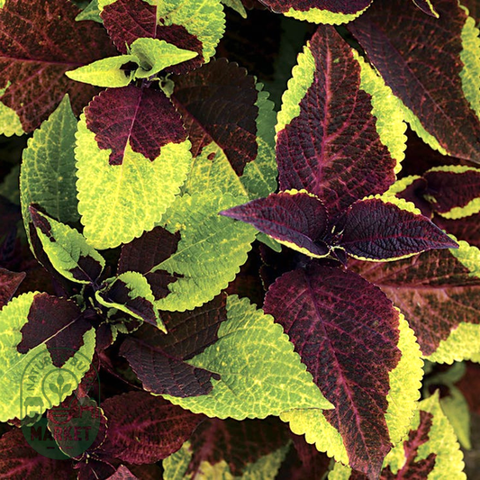 Pineapple Surprise Premium Sun Coleus Seeds
