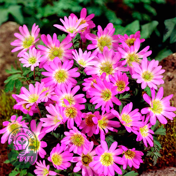 Pink Star