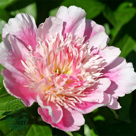 Pink Chiffon