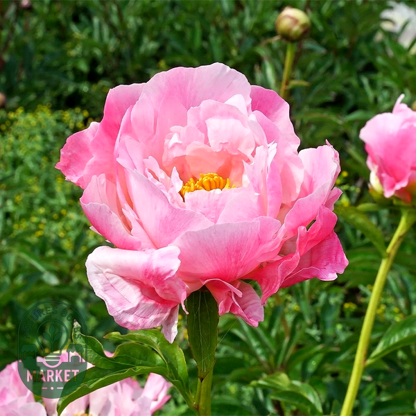 Pink Choice