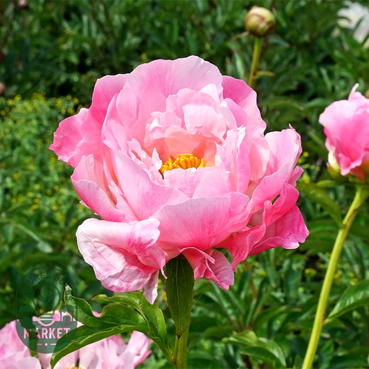 Pink Choice