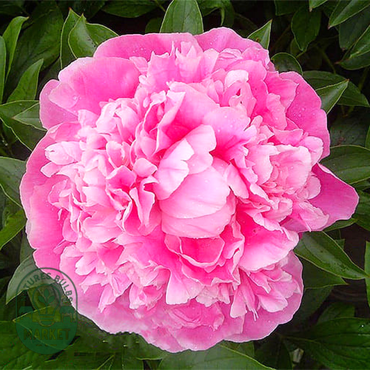 Pink Diamond