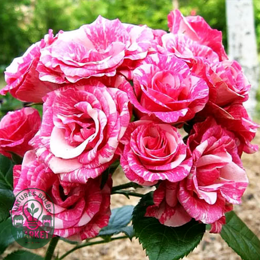 Pink Flash