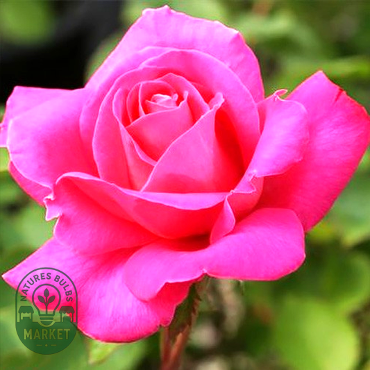 Pink Peace