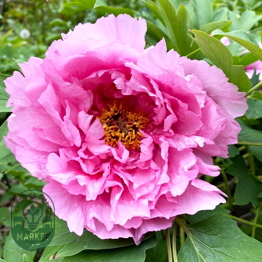 Pink Water-lily