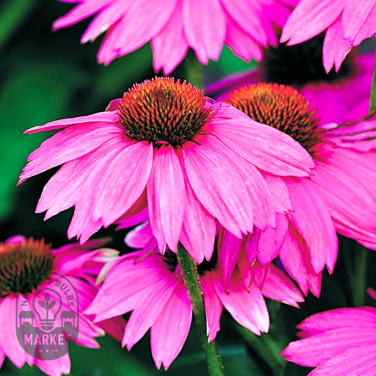 PowWow® Wild Berry Coneflower Seeds