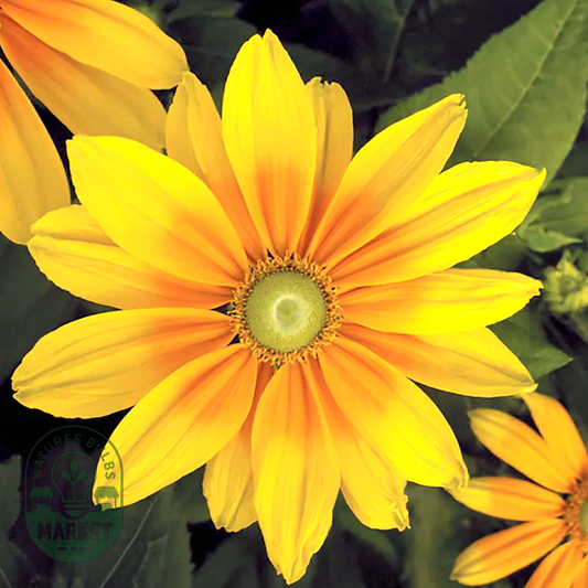 Prairie Sun Rudbeckia Seeds