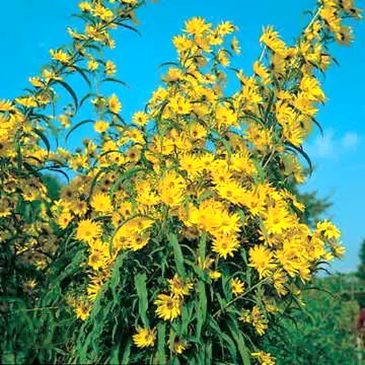 Prairie Wild Sunflower Seeds