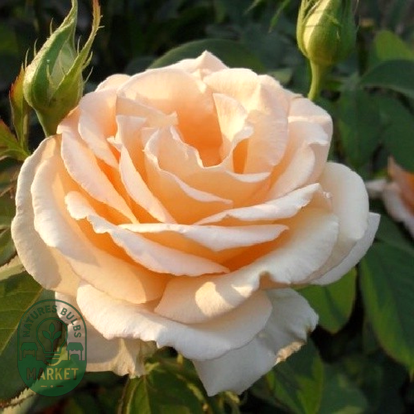 Prima Donna