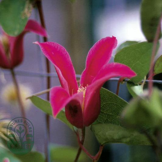 Princess Diana Clematis