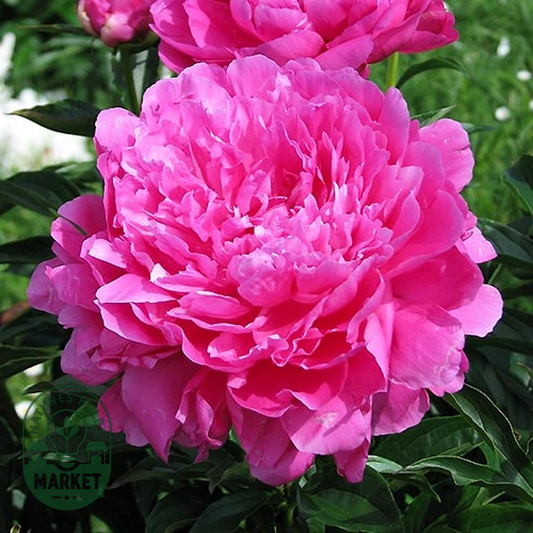 Princess Margareth