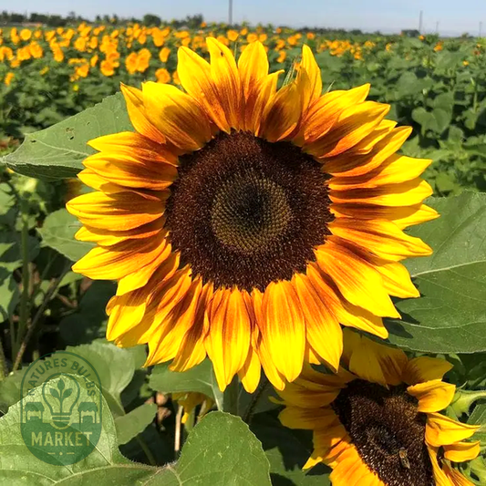 ProCut® Bi-Colour Sunflower Seeds
