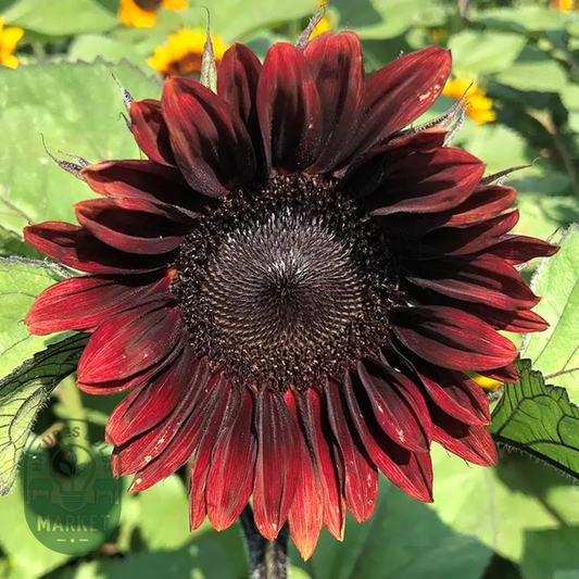 ProCut® Red Sunflower Seeds