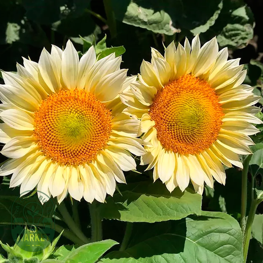 ProCut® White Lite Sunflower Seeds