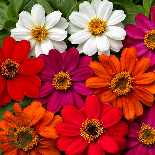Profusion AAS Mix Zinnia Seeds