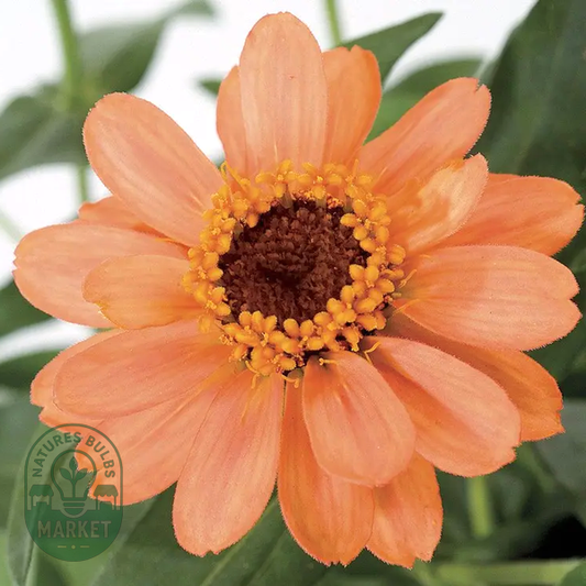 Profusion Apricot Zinnia Seeds