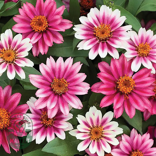 Profusion Cherry Bicolor Zinnia Seeds
