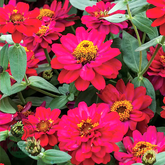 Profusion Double Hot Cherry Zinnia Seeds