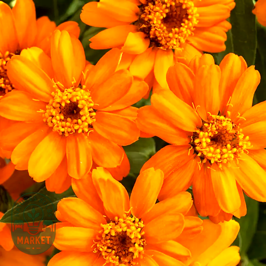 Profusion Orange Zinnia Seeds