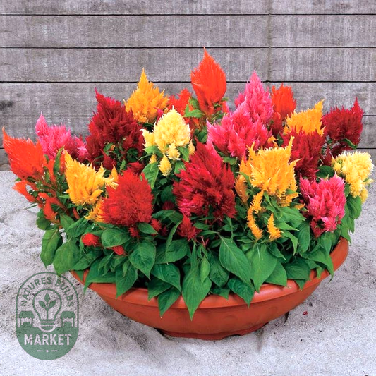 Rainbow Sherbert Celosia Seeds