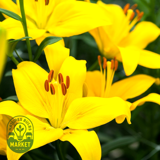 Rapid Yellow