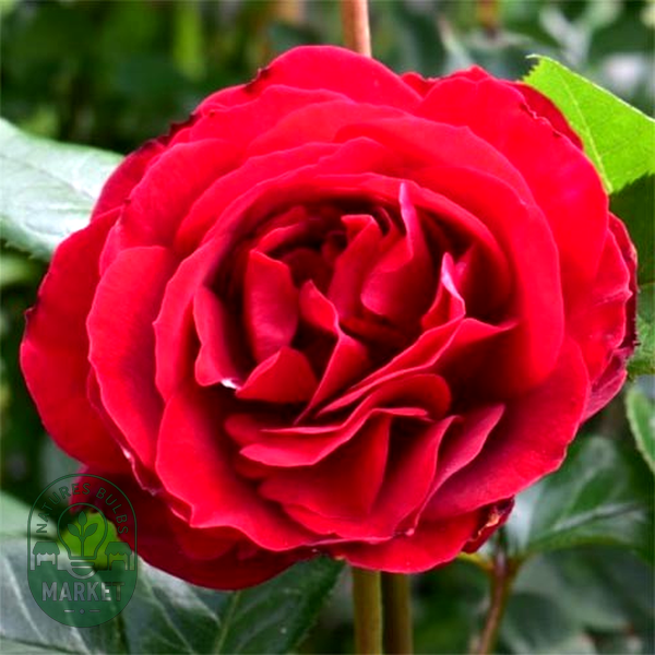 Red Abundance