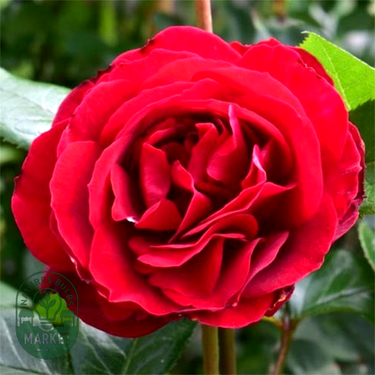 Red Abundance