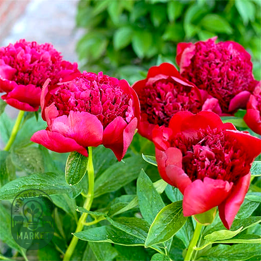 Red Charm