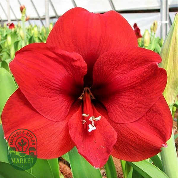 Red Collor