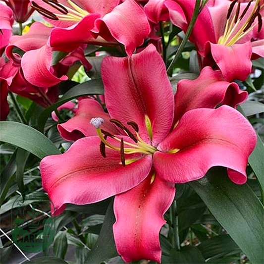 Red Desire
