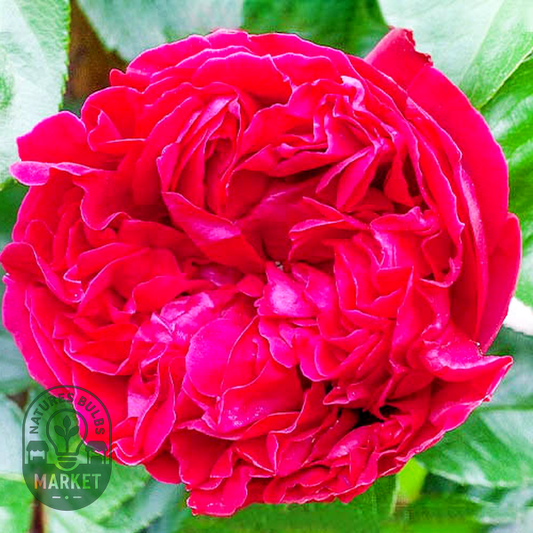 Red Eden Rose