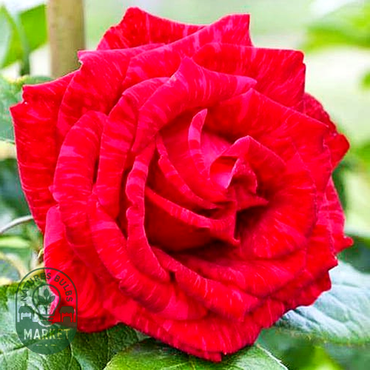 Red Intuition