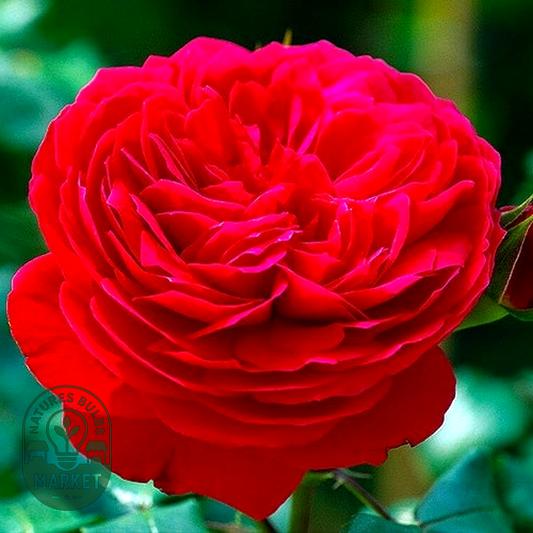 Red Leonardo da Vinci