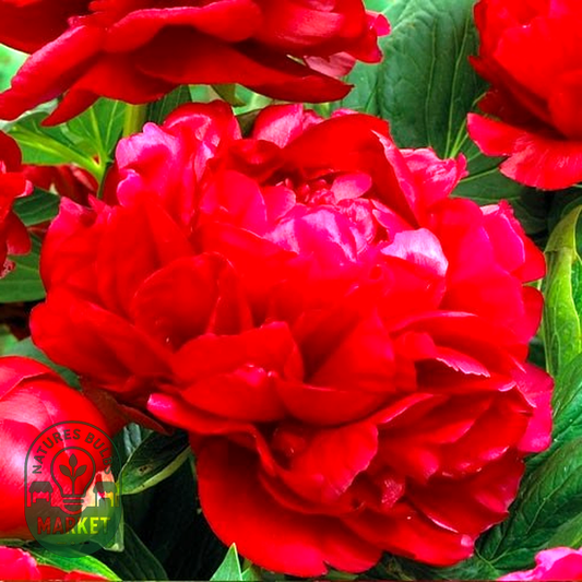Red Magic